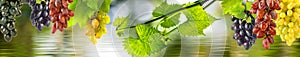 Image of grapes over water in a garden close-up