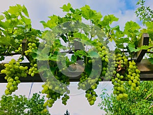 Image of grapes of wine growing in the garden.