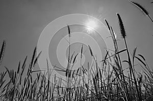 Image of grass flowers and sunlight