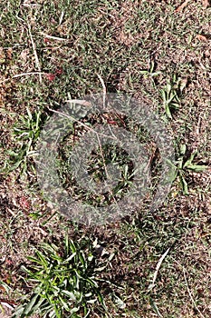 Grass / Ground Clutter Texture - perfect for videogames, web design, visual design or signs!