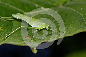 Image of a grasshoppers on green leaves. Insect Animal