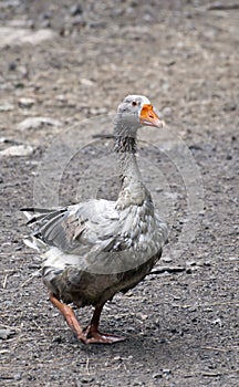 Image of gray goose