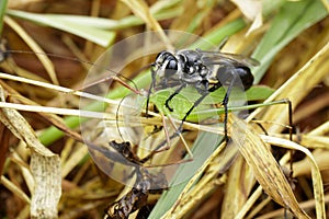 Image of Great Black Wasp Sphex pensylvanicus.