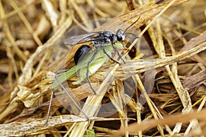 Image of Great Black Wasp & x28;Sphex pensylvanicus& x29;