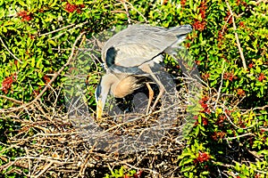 Great Blue Heron Nest Venice Florida Rookery photo