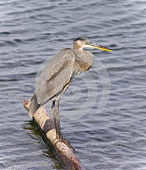 Image of a great blue heron standing on a log