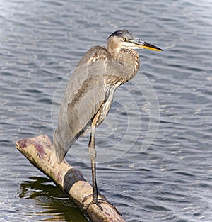 Image of a great blue heron standing on a log