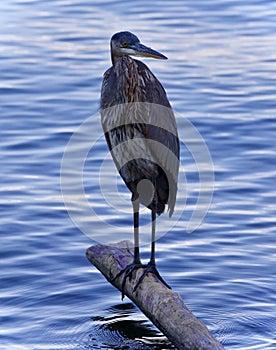 Image of a great blue heron watching somewhere