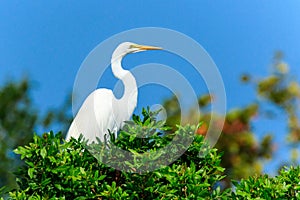 Great Egret Venice Florida Rookery photo