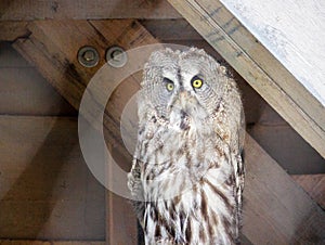 Image of a great grey owl, a very large owl, Strix nebulosa