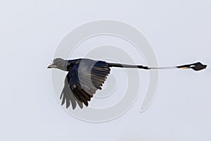 Image of Greater Racquet-tailed Drongo  Dicrurus paradiseus flying in the sky. Bird. Animals