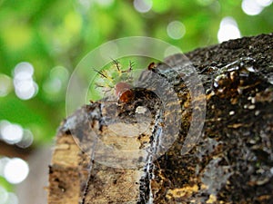 Image of a gree and red cattepillar bug on a tree