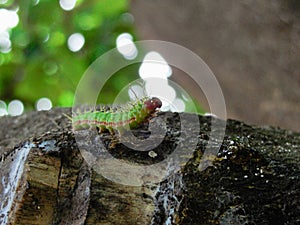 Image of a gree and red cattepillar bug on a tree