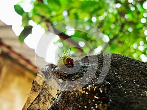 Image of a gree and red cattepillar bug on a tree