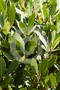 Image of green bay tree leaves / shoots laurel / laurus nobilis