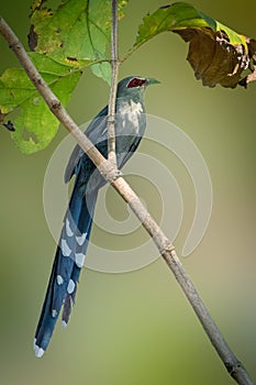 Image of green-billed malkoha Phaenicophaeus tristis perched on a tree branch. Birds. Wild Animals