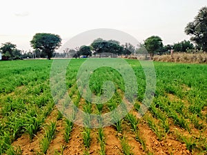Image of a green field. photo