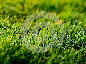 The image of Green grass field background, texture, pattern