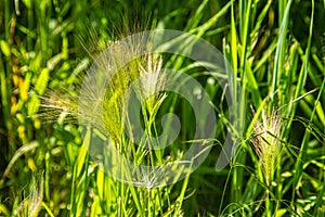 Image of green grass under the sun