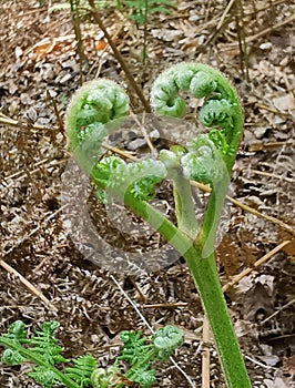 Image of green heart shaped fern before foliage has unfurled