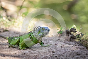 Image of green iguana morph on a natural background. Animal. Reptiles