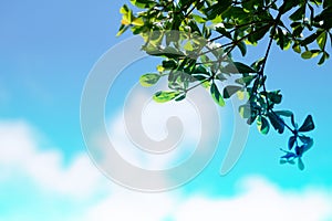 The image of green leaf with blur sky background.