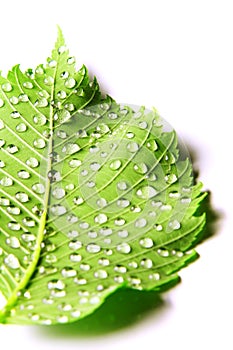 Image of green leaf with drops of water