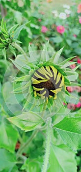 Image of a  green leaf  flower with black core