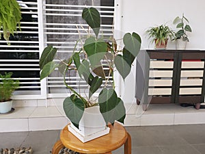 The green leafy philodendron micans plant photo
