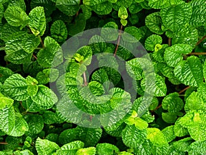 Image of green leaves background.