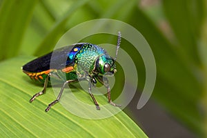 Image of green-legged metallic beetle Sternocera aequisignata or Jewel beetle or Metallic wood-boring beetle on the green leaves