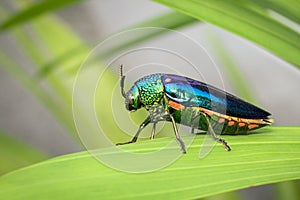 Image of green-legged metallic beetle Sternocera aequisignata or Jewel beetle or Metallic wood-boring beetle on the green leaves