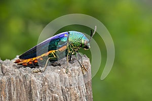 Image of green-legged metallic beetle Sternocera aequisignata or Jewel beetle or Metallic wood-boring beetle on a tree stump on