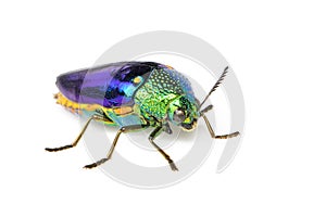 Image of green-legged metallic beetle Sternocera aequisignata or Jewel beetle or Metallic wood-boring beetle on white background