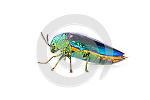 Image of green-legged metallic beetle Sternocera aequisignata or Jewel beetle or Metallic wood-boring beetle on white background