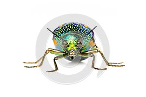 Image of green-legged metallic beetle Sternocera aequisignata or Jewel beetle or Metallic wood-boring beetle on white background