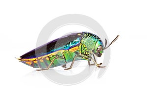 Image of green-legged metallic beetle Sternocera aequisignata or Jewel beetle or Metallic wood-boring beetle on white background
