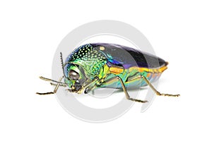 Image of green-legged metallic beetle Sternocera aequisignata or Jewel beetle or Metallic wood-boring beetle on white background