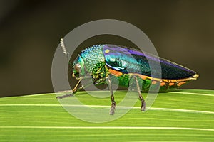 Image of green-legged metallic beetle Sternocera aequisignata or Jewel beetle or Metallic wood-boring beetle on the green leaves