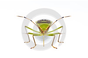 Image of green legume pod bug Hemiptera isolated on white background. Animal. Insect