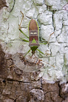 Image of green legume pod bugHemiptera on tree. Insect.