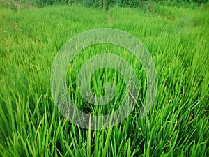 This image is green paddy