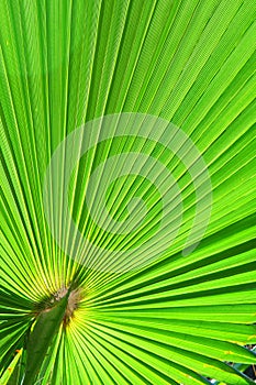 Image of green palm leaf