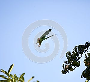 Parakeet in mid flight