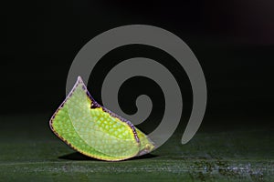 Image of Green Planthopper Siphanta acuta on green leaves. Ins