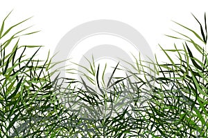 Image of a green reed or bulrush on a white background.Isolated vector drawing.