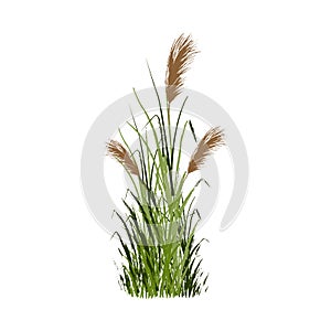 Image of a green reed or bulrush on a white background.Isolated vector drawing.