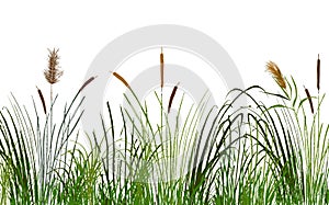 Image of a green reed or bulrush on a white background.Isolated vector drawing.