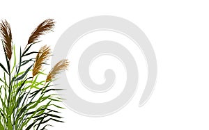 Image of a green reed or bulrush on a white background.Isolated vector drawing.