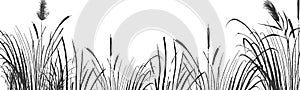 Image of a green reed or bulrush on a white background.Isolated vector drawing.
